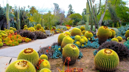 Botanical Garden - cactus, nature, photography, garden