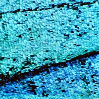 Butterfly wing texture