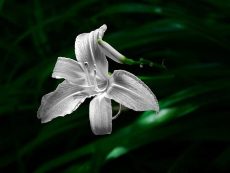 White tenderness - pic, white tenderness, flower, lily