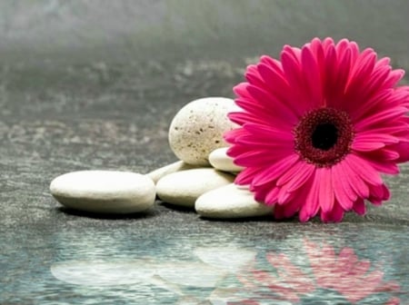 On stones - water, stones, gerbera, pink