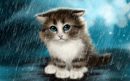 Kitten in the rain