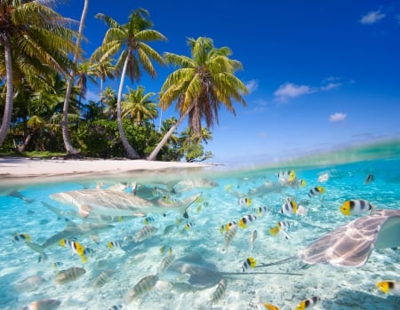 Beautiful - tropics, sharks, nature, beach, palm trees, sea, fish