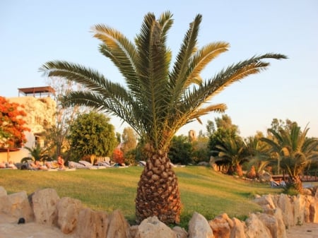 Pineapple Palm Tree - trees, pineapple palm, nature, palm trees, landscapes