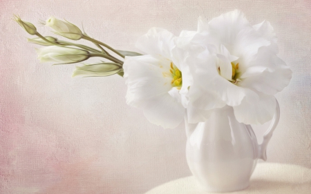 Lovely White Flowers - white flowers, flowers, nature, white vase, white pitcher