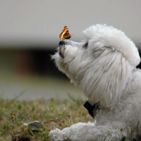 Butterfly and Bichon Frise