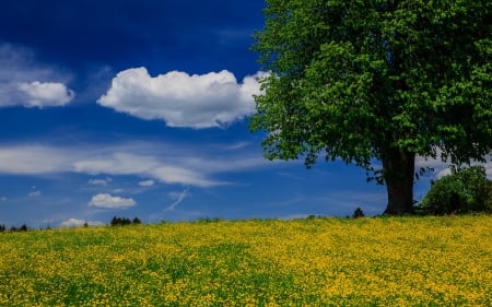 Dandelion Meadow - trees, nature, fields, dandelion fields, meadows, spring, landsapes