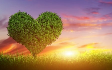 Love Tree and Sunset - sun, heart, sunset, field, valentine, valentines, clouds, valentines day, tree, grass