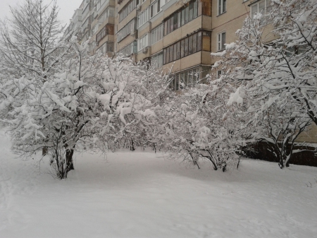 *** - snow, trees, winter, nature