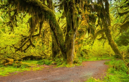 *** - road, trees, forest, nature