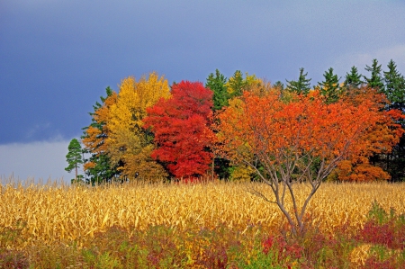 *** - autumn, trees, forest, foll, field