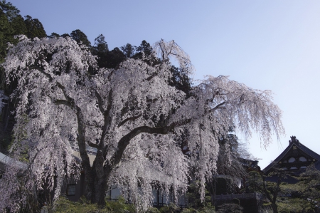 *** - spring, nature, tree, flowering