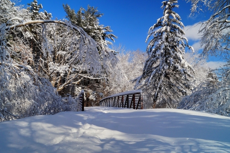 *** - forest, winter, trees, nature, snow