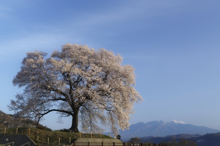 *** - flowers, spring, trees, flowering