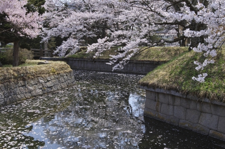 *** - spring, nature, tree, flowering