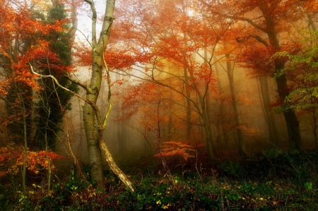 *** - fall, trees, nature, autumn, forest