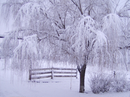 *** - snow, winter, nature, tree