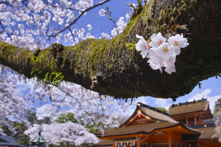 * Spring in Japan * - flowering, nature, trees, spring