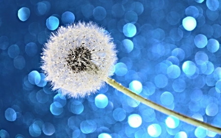 Dandelion - abstract, bokeh, white, blue, glitter, dandelion