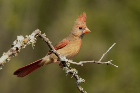 * Cardinal * - animal, animals, bird, birds