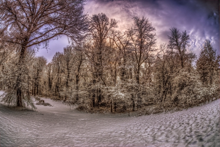 * Winter * - forest, winter, nature, snow