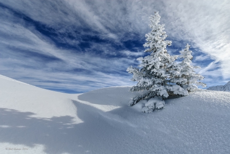 * Winter * - tree, winter, nature, snow