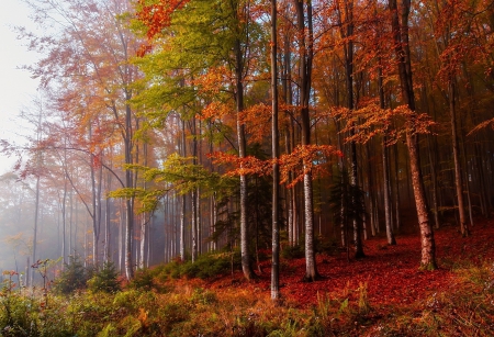 * Autumn forest * - fall, forest, nature, autumn