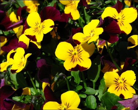 Pansies - nature, purple, yellow, flowers, pansies