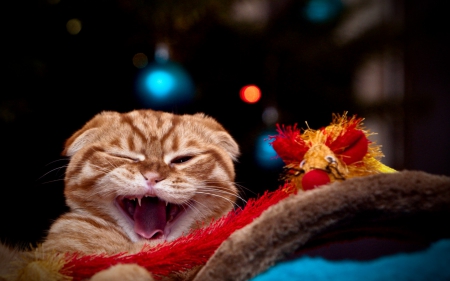 Cat - animal, funny, cat, craciun, tongue, christmas