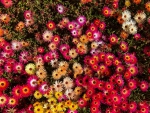 Colorful Mesembryanthemums