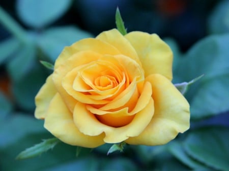 beautiful yellow garden rose - garden, rose, beautiful, flowers, yellow, nature