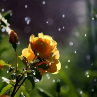 yellow rose bush in the rain