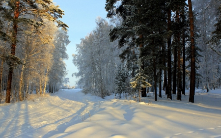 Snow-Covered Road - forests, trees, winter, nature, road, snow