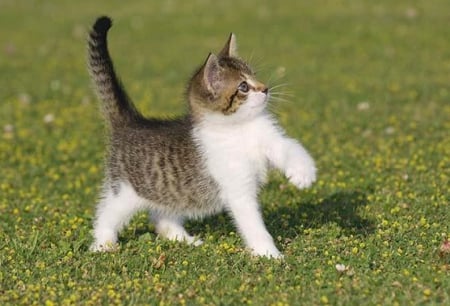 cute playing kitten - kitten, garden, cute, cats, animals, playing