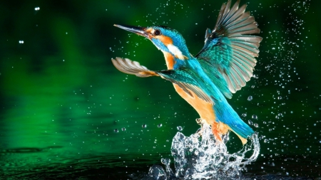 Kingfisher - water, enjoy, animals, bird