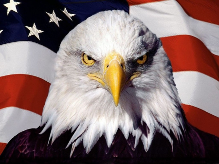 Eagle and American Flag - american flag, bald eagle, flag, eagle