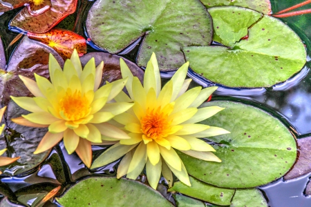 * Water lilies * - lilies, nature, flowers, flowr