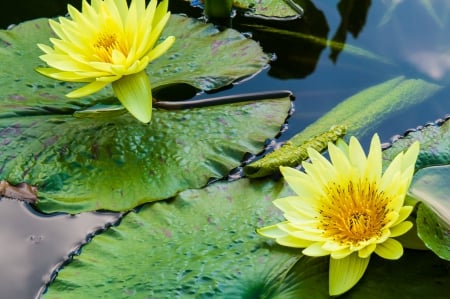 * Water lilies * - flowers, flower, lilies, nature