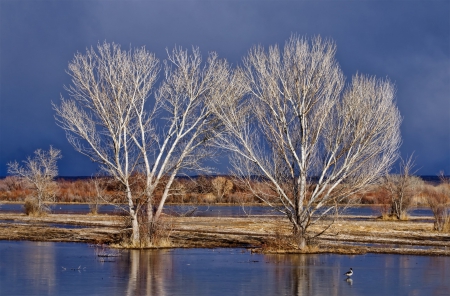 *** - sky, winter, trees, nature