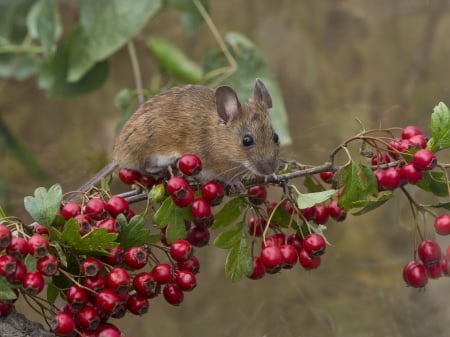 *** - mouse, animal, tree, animals