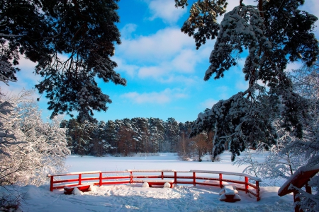 *** - nature, forest, trees, snow, winter