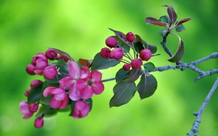 *** - flowers, flowering, tree, natre