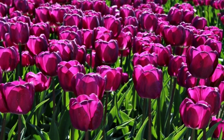 Purple tulips - flowers, leaves, purple, tulips