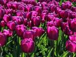 Purple tulips