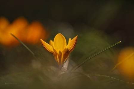 Yellow crocus - Yellow, flower, crocus, blur