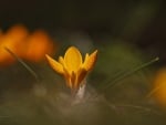 Yellow crocus