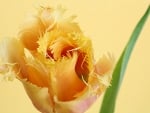 Yellow feathery tulip