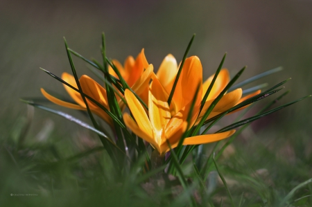 Yellow crocus - flowers, yellow, clump, crocus