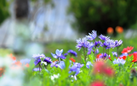 Colorful wild flowers - flowers, wild, meadow, colorful