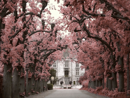 *Alterative* - street, house, path, trees, grey, two, colors, pink