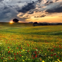 Flower Field at Sunset